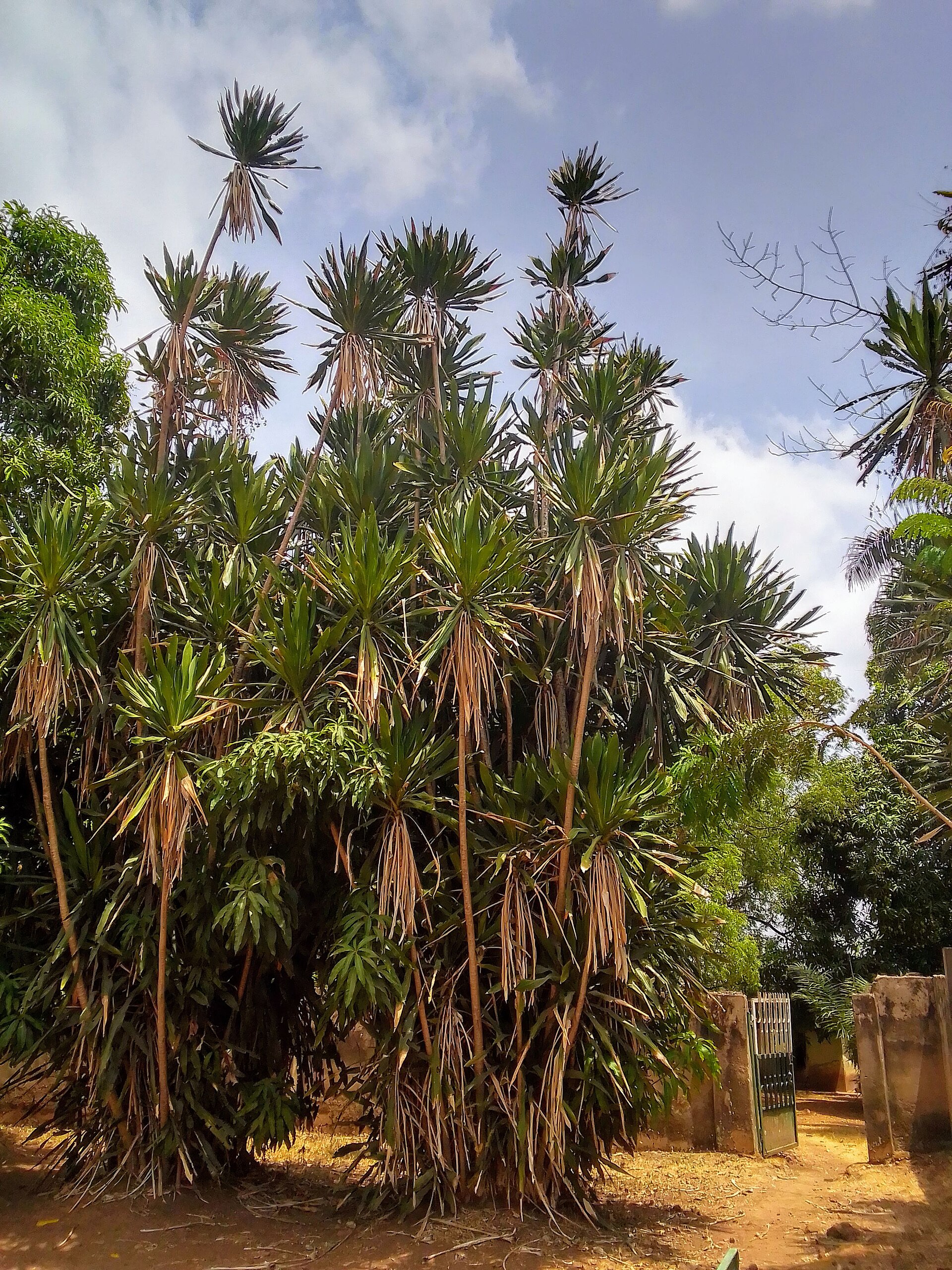 Esie Museum, Esie, Kwara State