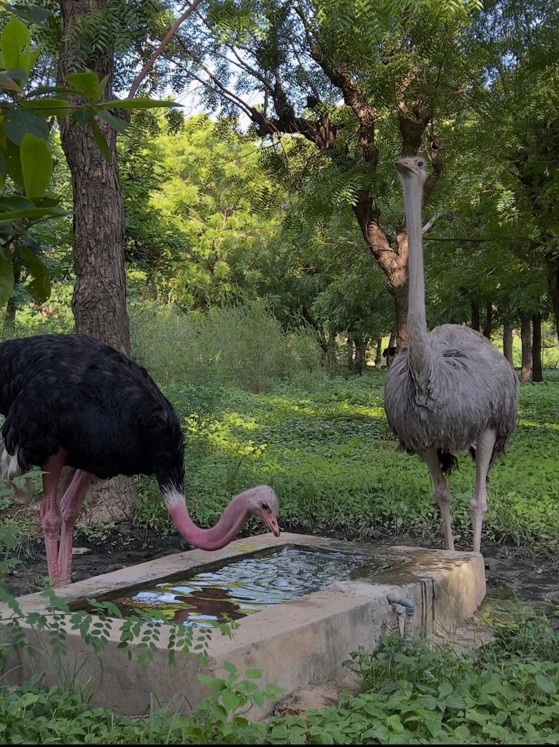 Kano Zoo, Gwale, Kano State