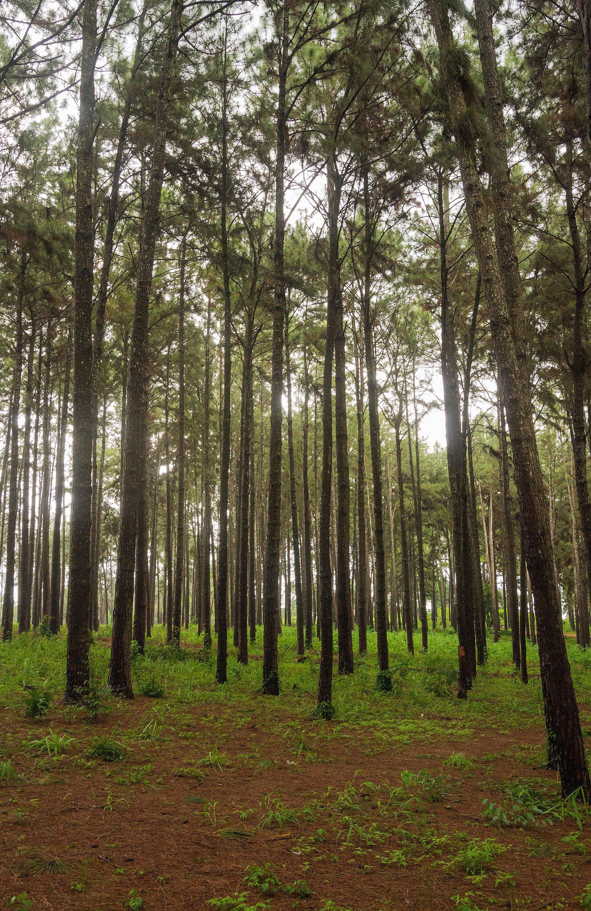 Ngwo Pine Forest, Ngwo, Enugu State