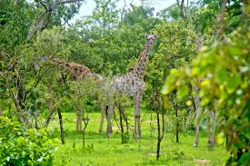 Sumu Wildlife Park, Ganjuwa, Bauchi State